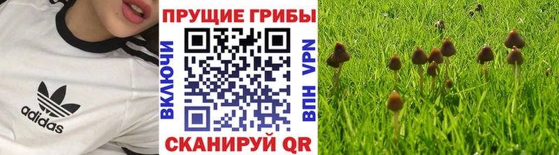 Галлюциногенные грибы Cubensis  Таруса 